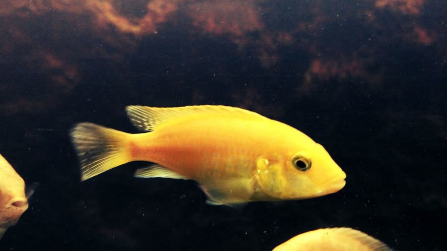 Close-up of fish underwater