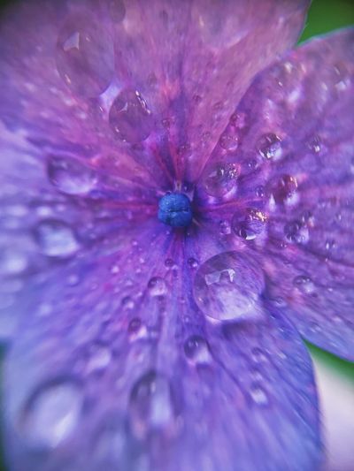 Close-up of wet purple flower