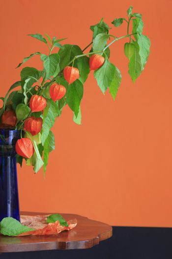 Close-up of plant in vase against orange wall