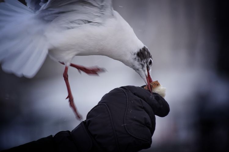 Close-up of bird eating by the hand 