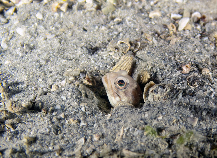 Close-up of lizard