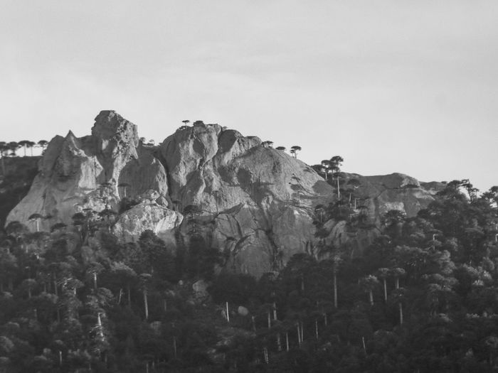 Black and white photo of tree covered mountain peak