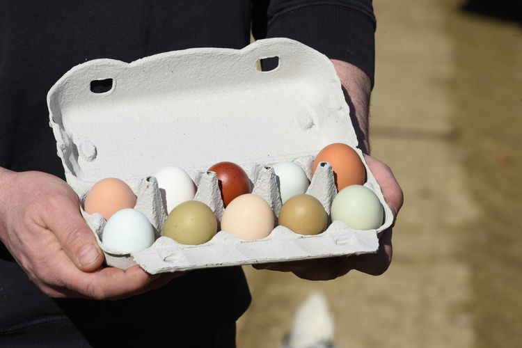 Eggs as food for baking and cooking, a natural product