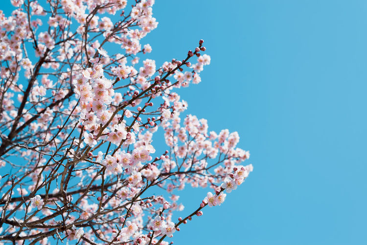 Low angle view of cherry blossom tree against blue sky