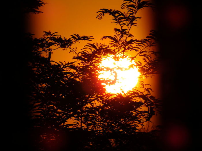 Silhouette tree against orange sky during sunset