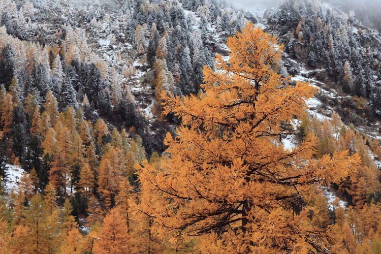 Pine trees in forest during winter