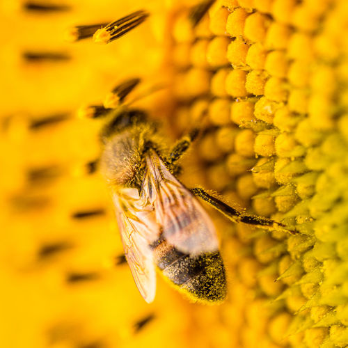Close-up of a bee pollinating on yellow flower