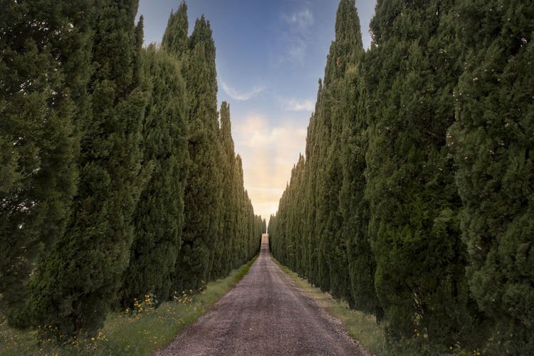 Straight road lined with cypresses at sunset