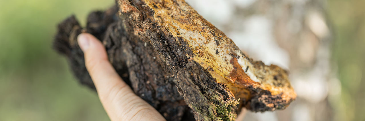 Close-up of hand on tree trunk