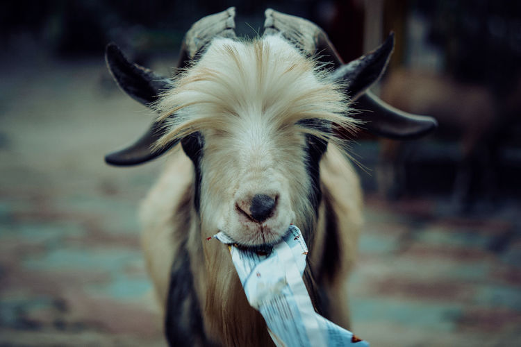 Close-up of goat chewing paper
