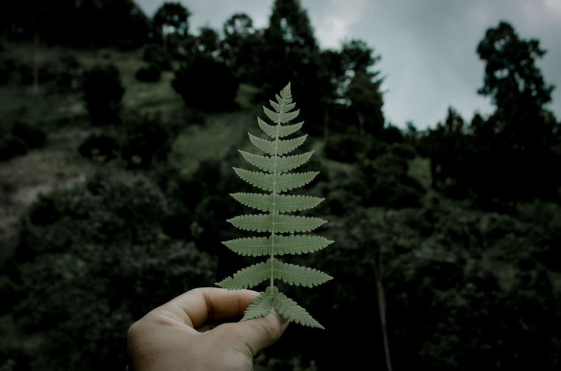 Midsection of person holding plant against trees