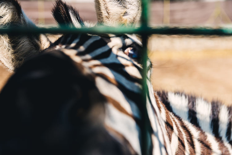 African zebra poking its head through a zoo fence.