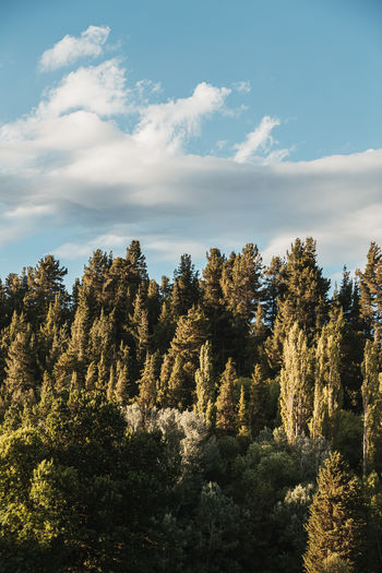 Low angle view of trees in forest against sky