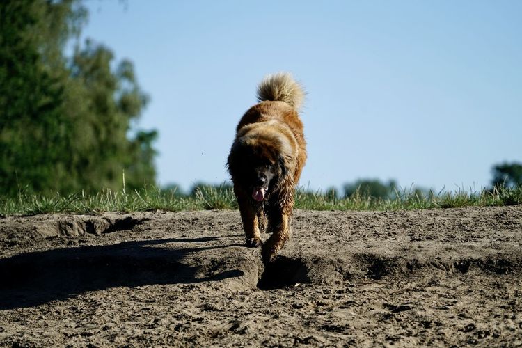 Dog running in a field