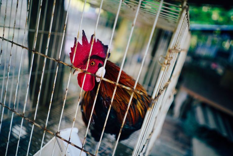 Close-up of chicken in cage
