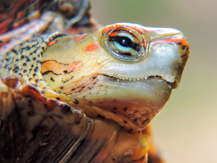 Detail shot of turtle