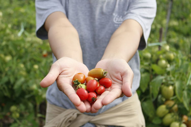 Midsection of man holding cherry tomatoes