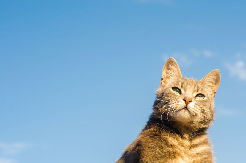 Gray cat on a blue background in sunlight. cat in the sky. a pet. beautiful kitten. 