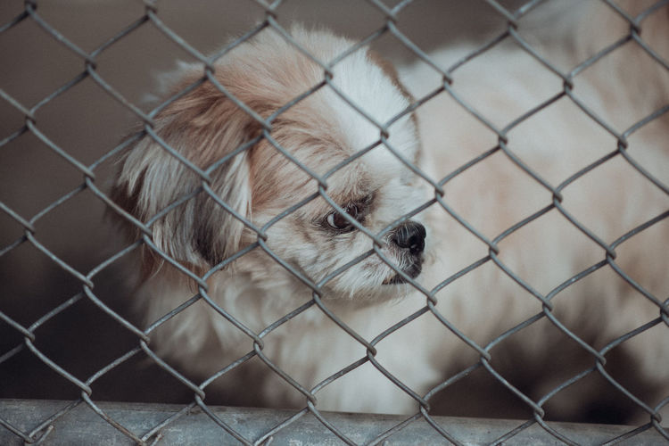 Dog locked in a cage,vintage color tone