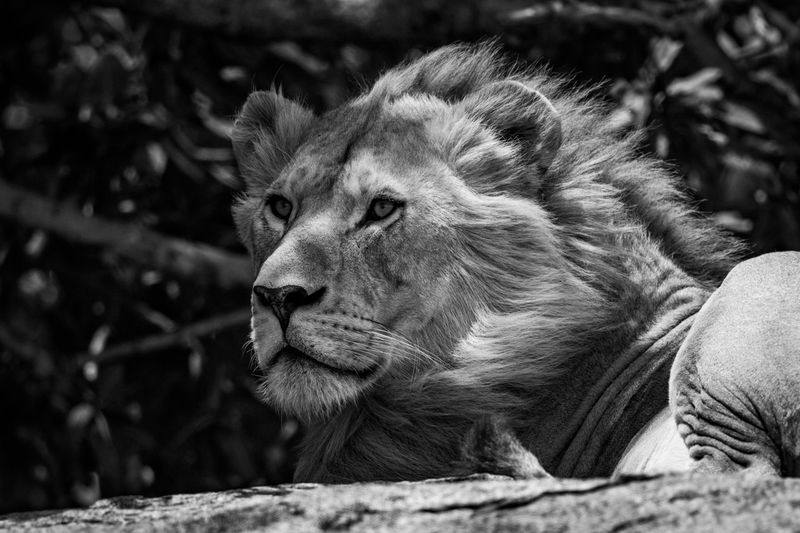 Mono close-up of male lion on rock
