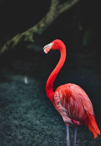 Close-up of a bird flamingo