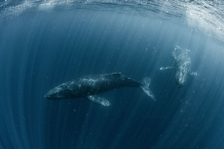 Humpback whale family, wide angle