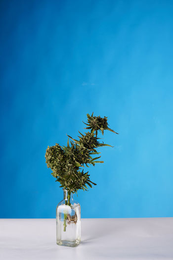 A bouquet of marijuana in a vase on a blue background