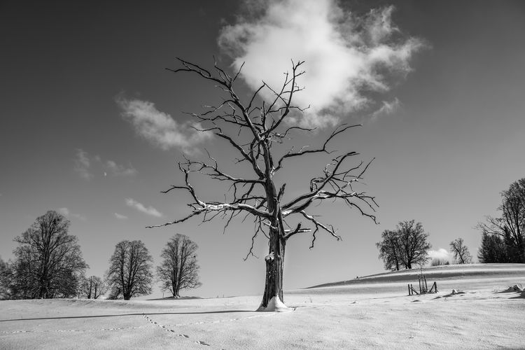 Bare trees on field against sky during winter
