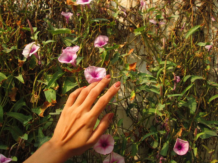 A person holding pink flowering plants