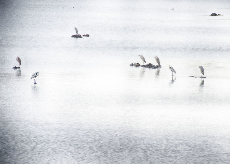 Flock of birds resting in water