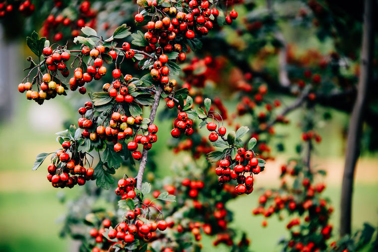 Close-up of red berries growing on tree