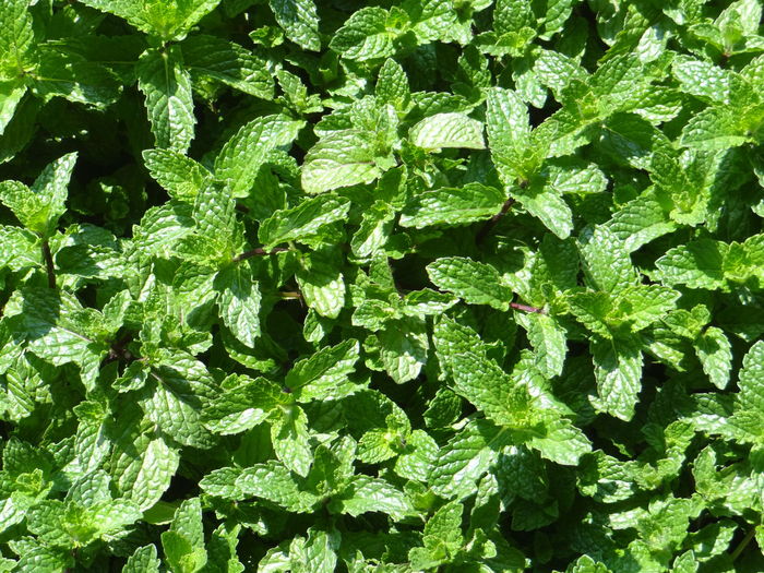 Full frame shot of plants