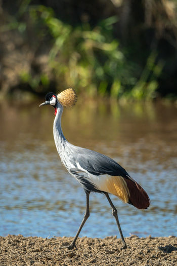 Grey crowned crane walks along muddy riverbank