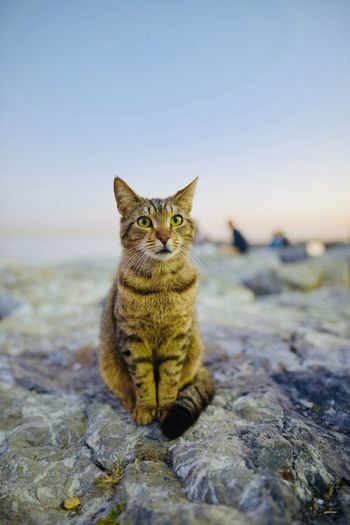 Portrait of tabby cat on rock against sky