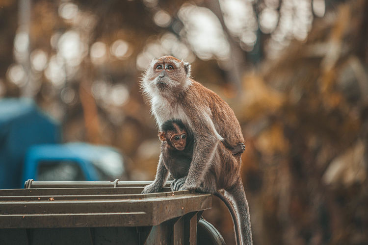 Protective monkey mom holding her baby while standing on a trash dumper