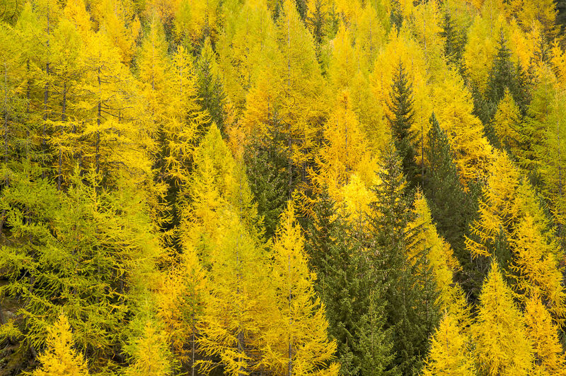 High angle view of yellow pine trees in forest during autumn