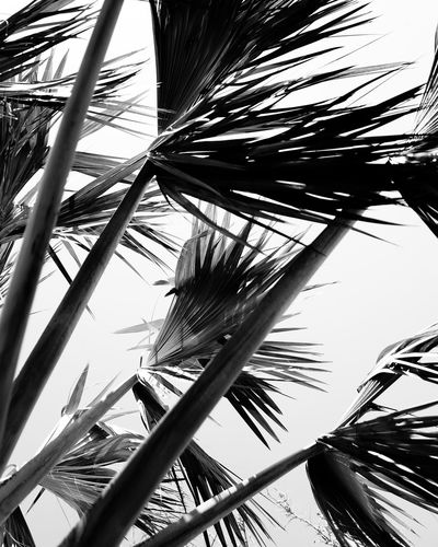 Low angle view of palm trees against sky
