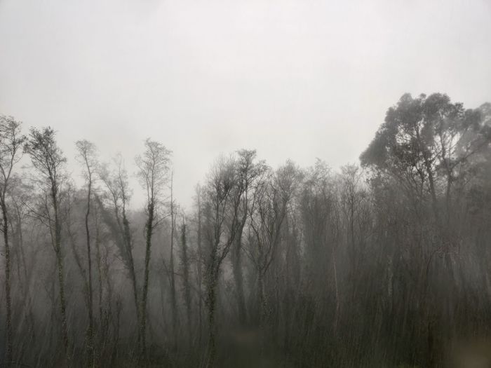 Trees in forest against sky