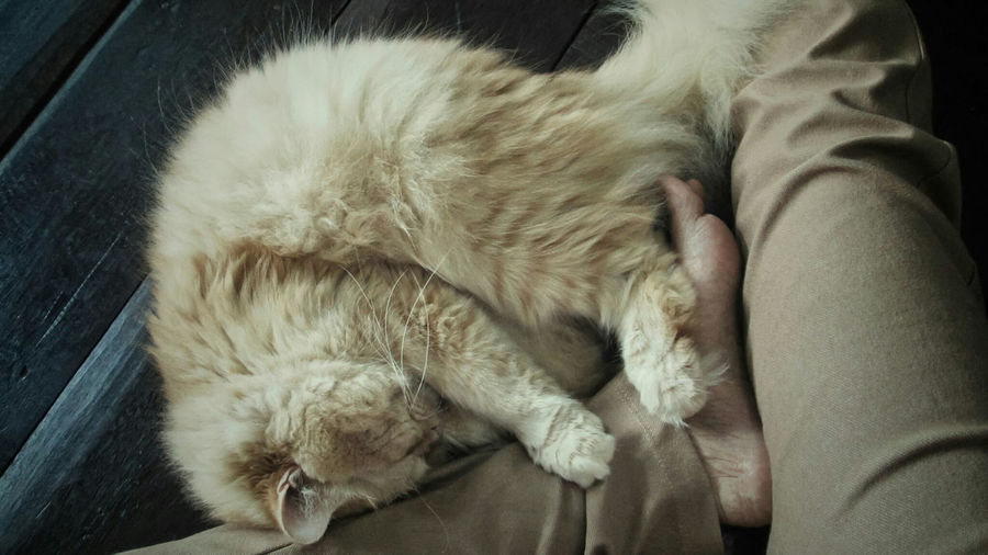 High angle view of cat sleeping on person