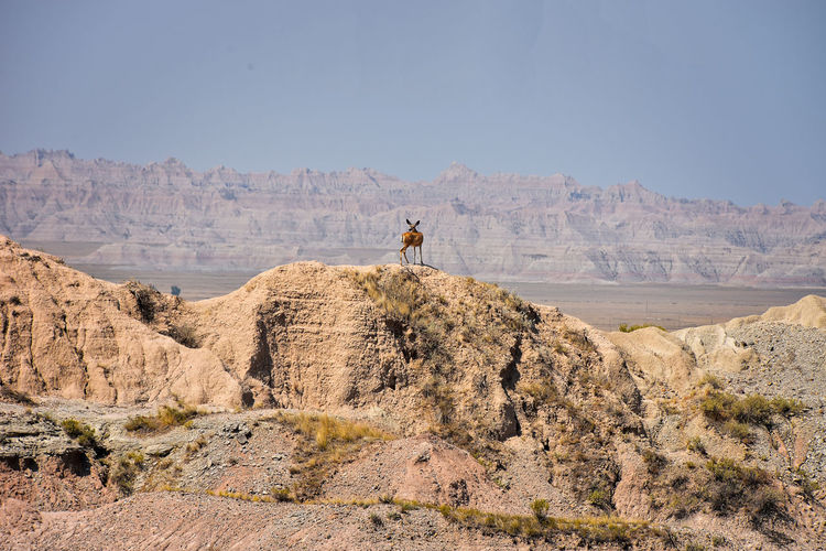 Deer in the wild