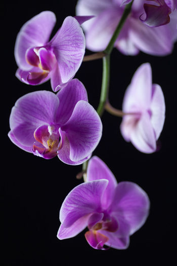 Close-up of orchids blooming against black background