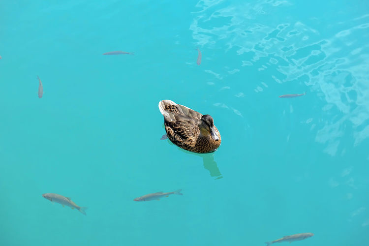 Duck swimming on a clear pond with fish swimming below.
