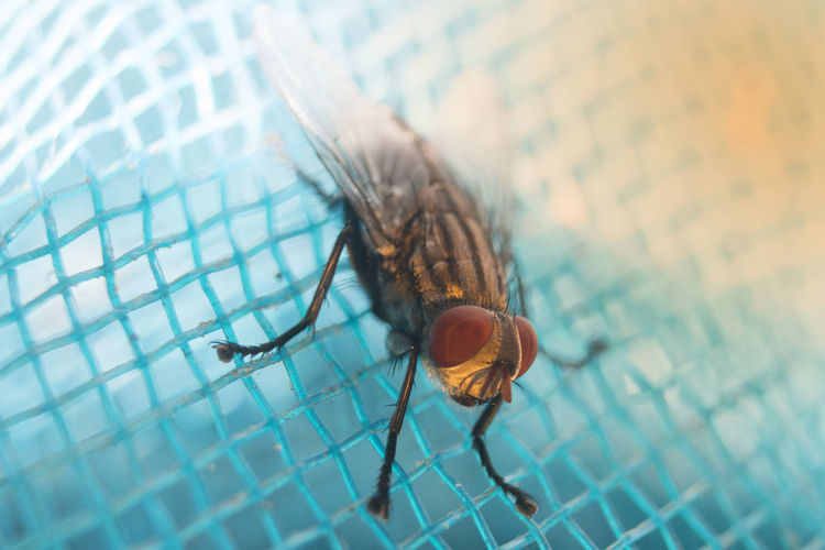 Close-up of fly