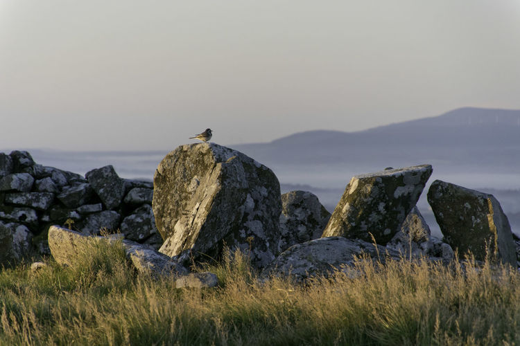 Bird on standing stone of megalithic portal tomb