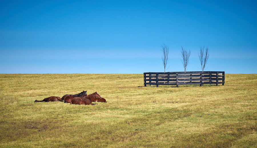 Thoroughbred horses laying in a field sunning themselves in the sun.