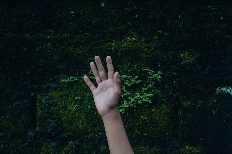 Cropped image of person hand against plants