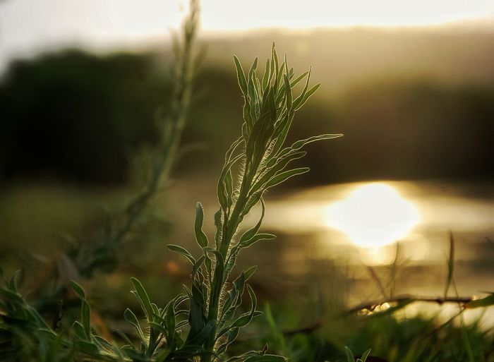 Close-up of stalks in field during sunset