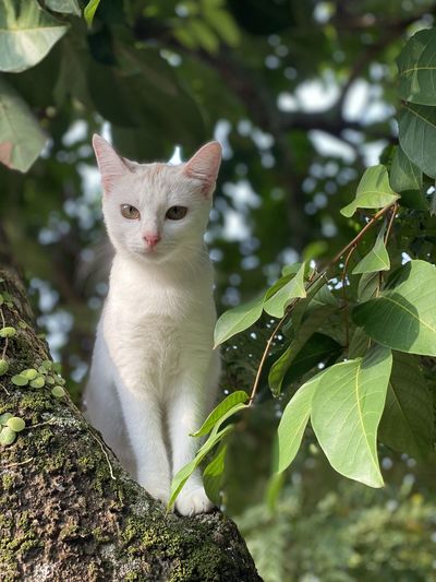 Cat sitting on leaves