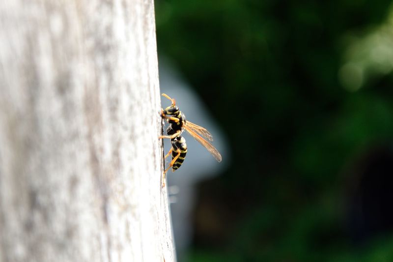 Wasp pictures | Curated Photography on EyeEm