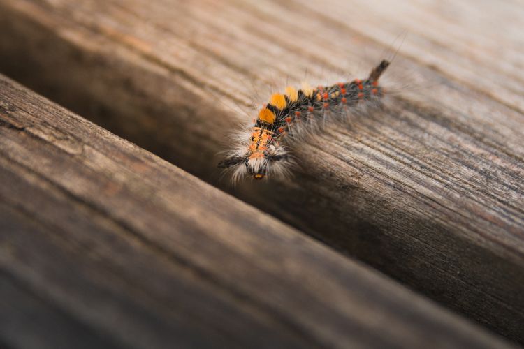 Close-up of a colorful caterpillar on wood